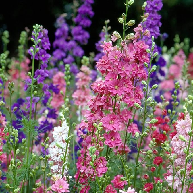 Todd's Seeds - Larkspur Giant Imperial Mix Seed - 2g Seed Packet - Beautiful White Flowers, Purple Flowers, & Pink Flowers