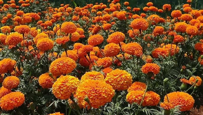 Set of Flower Seed Packets! Flower Seeds in Bulk - Great for Creating The Garden of Your Dreams! (200, Marigold - Crackerjack)