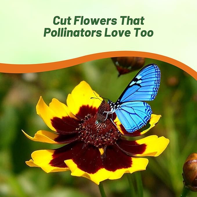 Outsidepride Plains Coreopsis Seeds - 1/4 lb. Annual, Drought & Humidity Tolerant, Flower Seeds for Planting Vibrant Bicolored Blooms, Ideal for Xeriscaping and Low Maintenance Gardens