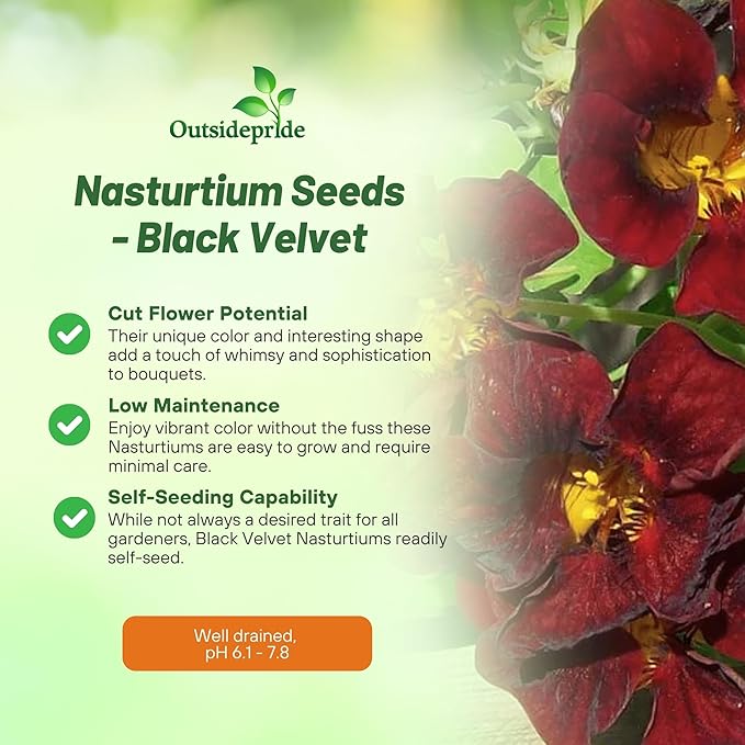 Outsidepride Tom Thumb Black Velvet Nasturtium Seeds - 400 Pcs Annual, Easy to Grow & Versatile, Flower Seeds for Planting Vibrant Blooms, Ideal for Gardens, Borders, and Pollinator Gardens