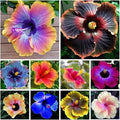 100+Giant Hibiscus Seeds for Planting Outdoor- Perennial Rare Non-GMO Heirloom Flowers Plant for Your Flourishing Garden Home