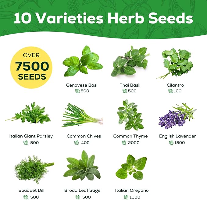 10 Herb Seeds Variety Pack - 7,000+ Heirloom Non-GMO Seeds - Basil, Cilantro, Lavender, Parsley, Dill, Thyme, Chives, Oregano, Sage, Herb Garden Kit for Planting Home Garden, Gardening Gift