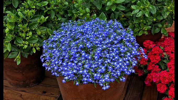 Seeds Lobelia Blue Сascade Cardinal Annual Flowers for Planting 1000 Seeds