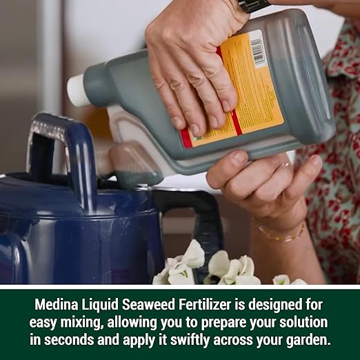 Medina Liquid Seaweed Fertilizer for Plants - Concentrated Seaweed Fertilizer for Lawn and Garden - Enhances Plant Growth and Soil Health - Ready to Spray - 1 Quart Covers 16000 Sq. Ft.