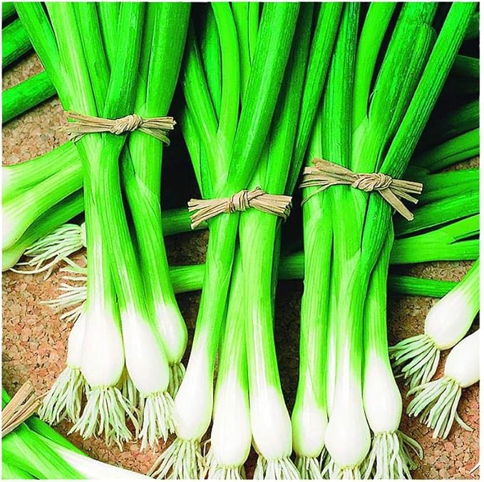 Park Seed Warrior Bunching Scallion Seeds – AAS Winner, Crisp and Spicy Green Onion, Compact and Container-Friendly, Fast Maturing for Spring or Fall Harvest – Pack of 200 Seeds