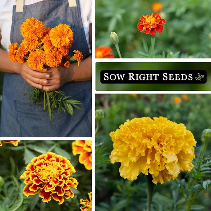 Sow Right Seeds - Marigold Collection Flower Seeds for Planting - Non-GMO Heirloom Packet with Instructions - Crackerjack, Sparky & Dainty Marietta - Companion Plants Attract Pollinators, Deter Pests