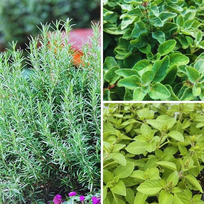 3 Assorted Herbs Plants, Cuban Oregano, Holy Basil, Rosemary, Mint Plant, Other Herbs Live Plant for Gardening, 3 to 5 Inc Tall, No Pot