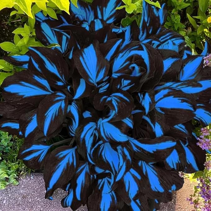285+ Hostas Seeds Dark Blue for Planting-Hostas Seeds Blue Perennials- Rare Hosta Seed Midnight Blue Plants Non-GMO Heirloom for Outside Garden Home