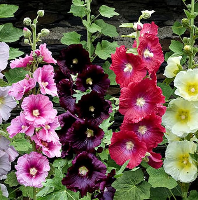 Hollyhock Spring Mix Seeds – Alcea Rosea | Biennial/Perennial | Towering, Vibrant Blooms for Cottage Gardens