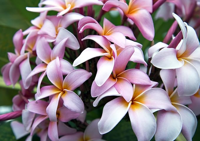 Mixed Color Plumeria Seeds for Planting Tropical Frangipani Rainbow Flower Seed Easy to Grow Colorful Blooms Perennial Patio Balcony Garden Rubra (25, Plumeria Seeds)