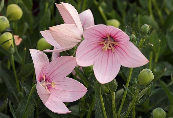 KIRA SEEDS - Seeds Balloon Flower Mix - Chinese Bellflower Platycodon - Annual Flowers for Planting