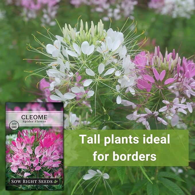 Sow Right Seeds - Spider Blend Cleome Seeds for Planting Outdoors - Non-GMO Heirloom Variety - Easy and Fast to Grow - Annual Flower for Vibrant Gardens - Ideal for Butterfly Attracting (2)
