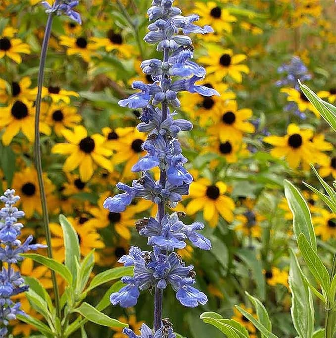 Blue Sage Seeds - Valuable Garden Salvia Flower - 2000 Seeds