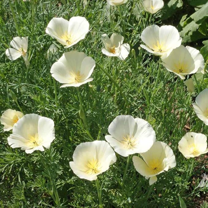 Outsidepride White Linen California Poppy Seeds - 5000 Pcs Annual, Low Maintenance & Drought Tolerant Wildflower Seeds for Planting Vibrant Spring Blooms for Pollinator Gardens & Wildlife Habitats