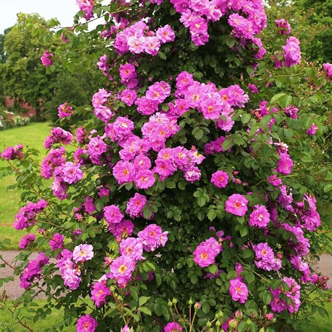 265+ Mix Rose Seeds for Planting in Ganden-Non-GMO Heirloom Plant Climbing Rose Seeds Garden Outdoor