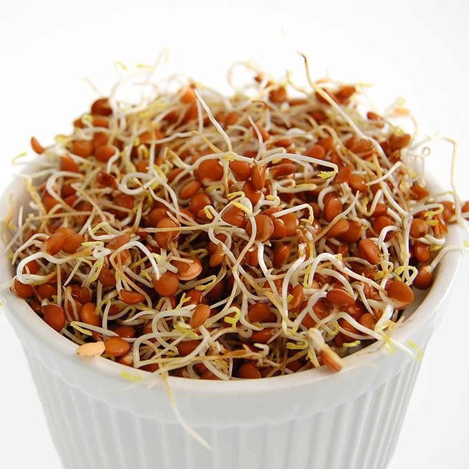 Organic Red Lentil Sprouting Seeds -2.5 Lbs - Handy Pantry Brand - Red Lentils- Perfect for Garden Seeds, Gardening, Salad, Soup, Sprouts & Food Storage
