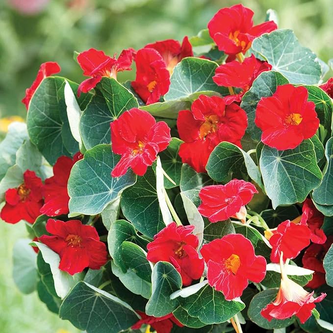 Eden Brothers Nasturtium Seeds - Baby Red