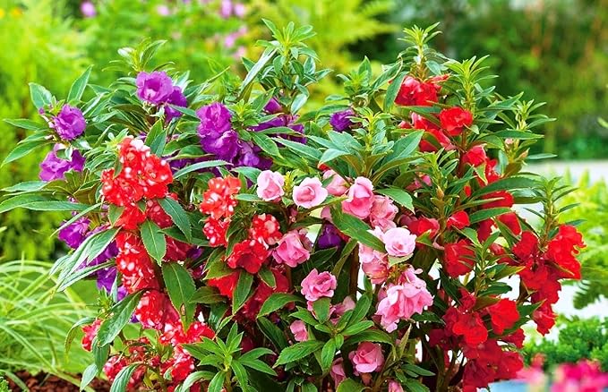 50+ Seeds Colorful Garden Balsam Impatient - Flower Mix