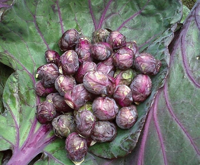 SeedsUP - 100+ Seeds Rosella Brussels Sprouts Cabbage - Vegetable Purple