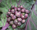 CEMEHA SEEDS - Seeds Purple Brussels Sprouts Long Island Cabbage Non GMO Vegetable for Planting