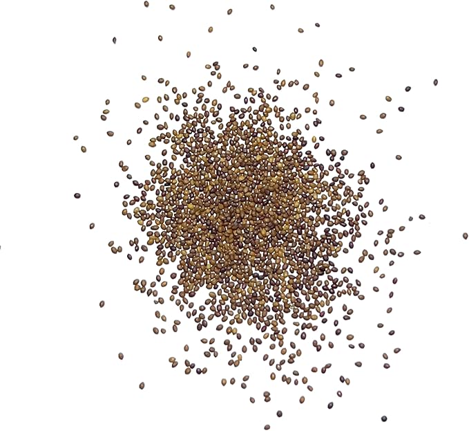 Seed Needs Sweet Marjoram Seeds for Planting - Heirloom, Non-GMO & Untreated - Perennial Culinary & Medicinal Herbs for Indoor/Outdoor Growing (5 Packs)