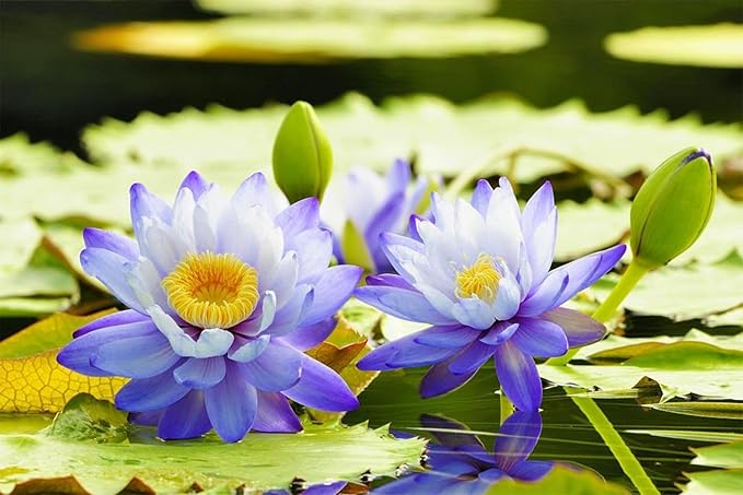 35 Pcs Mix Bowl Lotus Seeds, Water Lilys Flower Plant, Lotus Seeds for Planting Water Features Fresh Garden Seeds Non GMO Indoor and Outdoor