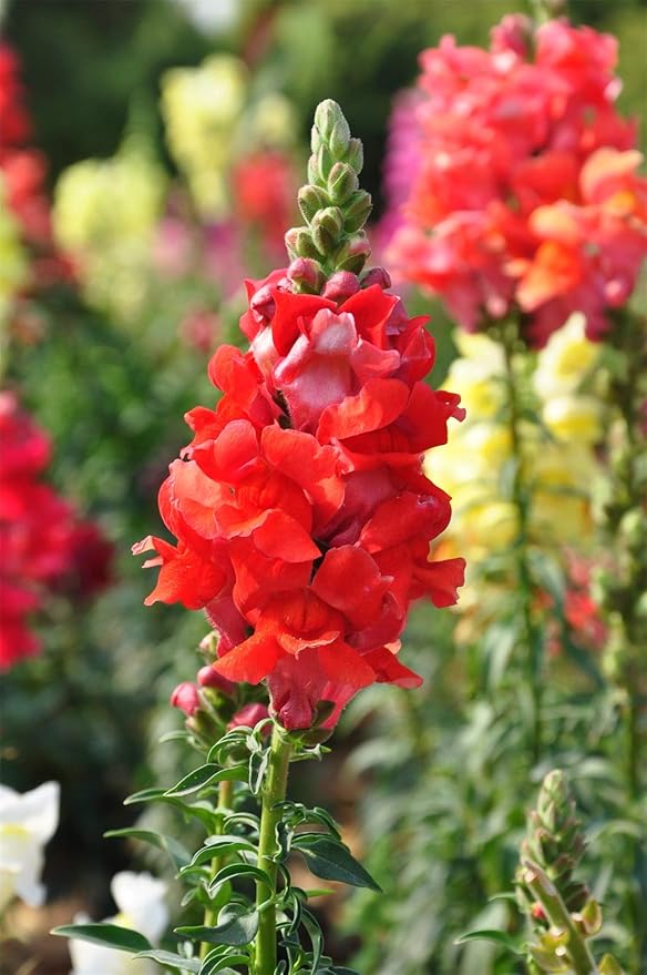 3000 Pcs Snapdragon Seeds for Planting Outdoor Garden, Snap Dragon Seeds for Planting Flowers, Pollinator-Friendly Color Mix, Annual Antirrhinum Majus