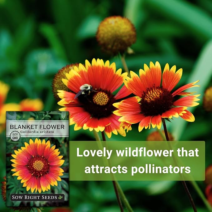 Sow Right Seeds - Blanket Flower Seeds for Planting - Non-GMO Heirloom Seeds Packet with Instructions to Plant Your Garden - Perennial Indian Gaillardia - Grow Native Gardens, Add a Color Bonanza (1)