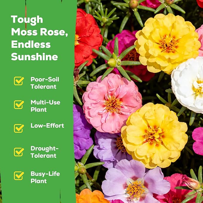 Moss Rose Seeds for Planting, 24,000+ Annual Flower for Ground Cover Flower Seeds, Non-GMO Heirloom Variety, Easy to Grow, Portulaca Seeds to Plant Outdoors Garden Containers