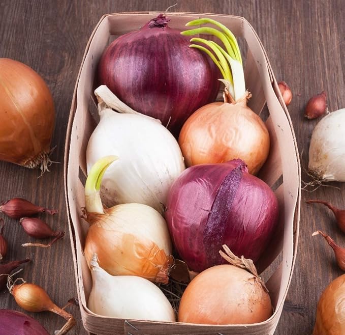 Seeds Vegetable Onion Rainbow Mix Neutral - 500 Seeds