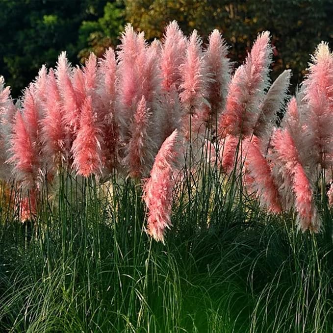 1000+ Mix Pampas Grass Seeds for Planting Cortaderia Selloana Seeds Heirloom Ornamental Plants Decor Garden Tall Feathery Blooms Blue White Pink Red Yellow