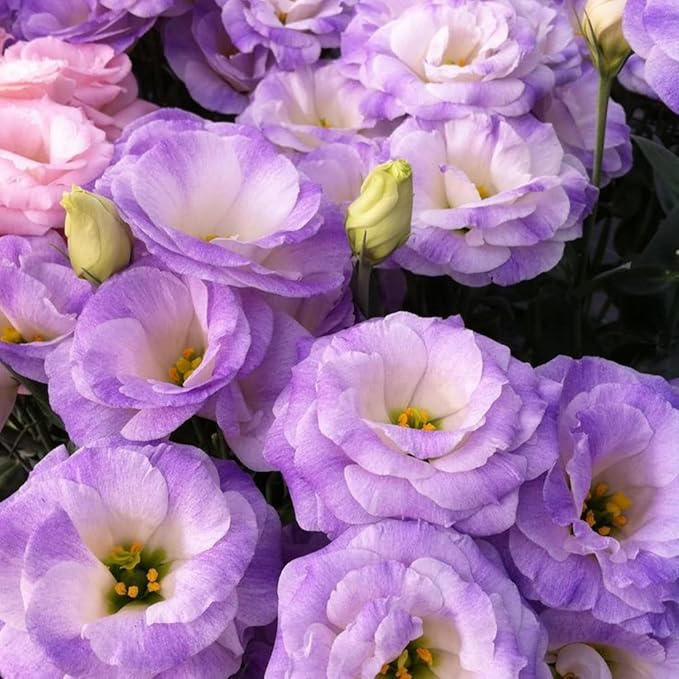 900+ Lisianthus Flower Seeds for Planting - Annual Lisianthus Seeds Non-GMO Perennial Eustoma Cut Flower Plant Garden Home