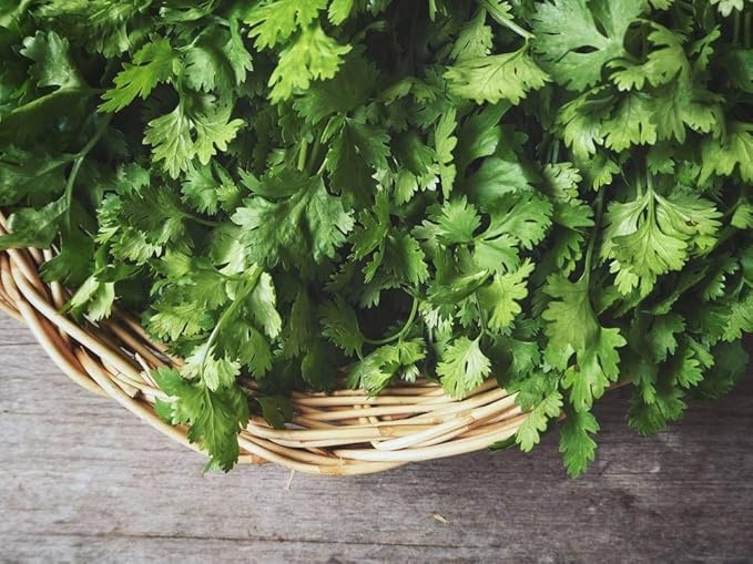 NIKA SEEDS - Seeds Herb Coriander Heirloom - 500 Seeds