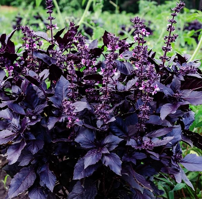 500+ Pcs Large Basil Seed Collection for Planting -Sweet, Opal, Thai, and Giant Leaf Basil - Non-GMO Heirloom Grow Indoors or Outdoor (Dark Opal Basil)