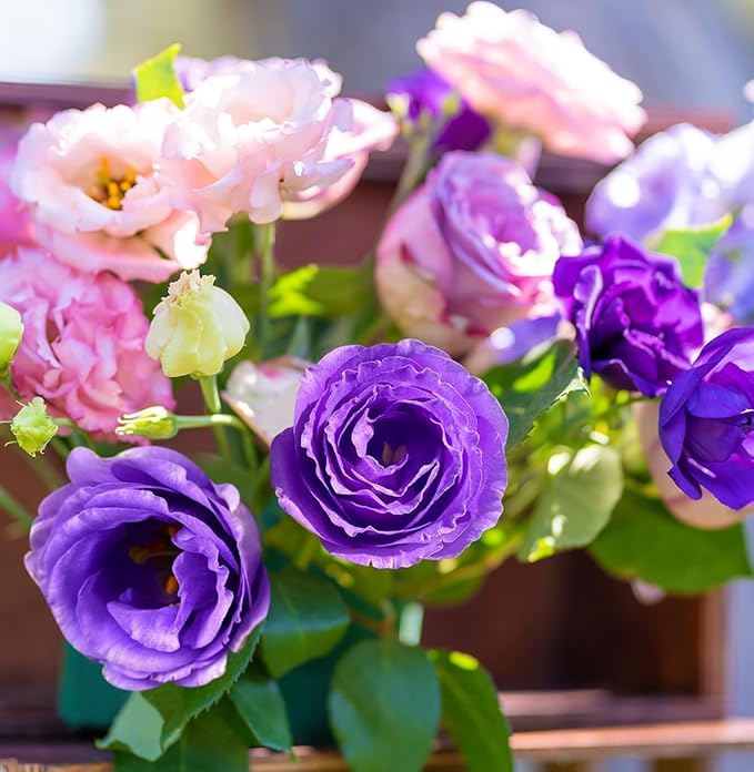 Exotic Lisianthus Flower Seeds – 25pcs Mixed Double Bloom Lisianthus Seeds, Annual Ornamental Flowers, Easy to Plant, Non-GMO for Garden & Pots