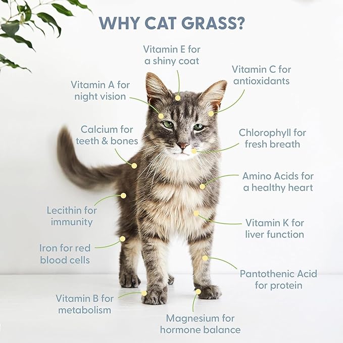 The Cat Ladies Cat Grass for Indoor Cats - Growing Kit - Organic Cat Grass Seeds, Soil and BPA Free Containers (Non GMO) - Locally Sourced Seeds! (3 Pack)