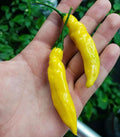 Pepper Joe’s Aji Golden Pepper Seeds ­­­­­– Pack of 10+ Hot Chili Pepper Seeds – USA Grown ­– Premium Non-GMO Limon Gold Aji Seeds for Planting in Your Garden