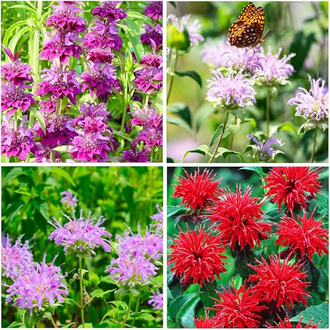 1000+ Seed Bee Balm Seeds for Planting Outdoor - Heirloom Non-GMO Ornamental Bee Balm Plant Beautiful Perennial Flower Seeds in Your Home Garden