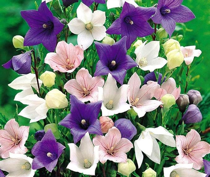 KIRA SEEDS - Seeds Balloon Flower Mix - Chinese Bellflower Platycodon - Annual Flowers for Planting