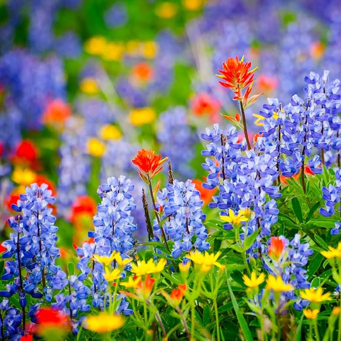 Created By Nature All-Annual Wildflower Seed Mix, 21 Varieties, 46,000 Wildflower Seeds