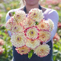 Eden Brothers Dahlia Bulbs (Decorative) - Aphrodite