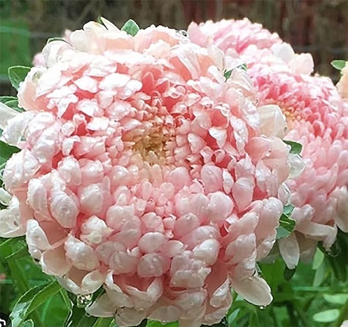 Duchess Aster Mixed Colors Seeds - 1000 Seeds Approximately