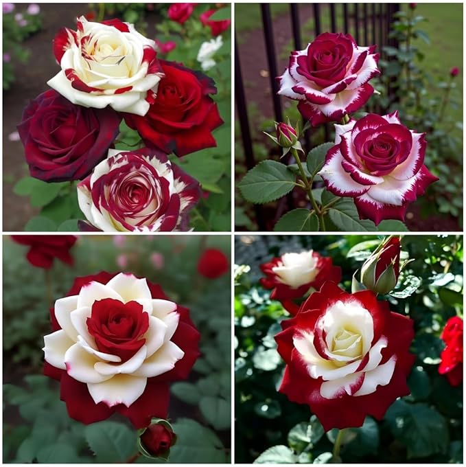 100pcs Rare Twin Red White Rose Seeds for Planting – Heirloom Perennial Climbing Roses, Fragrant Garden Flowers, Non-GMO, Ideal for Outdoor Gardens and Trellises