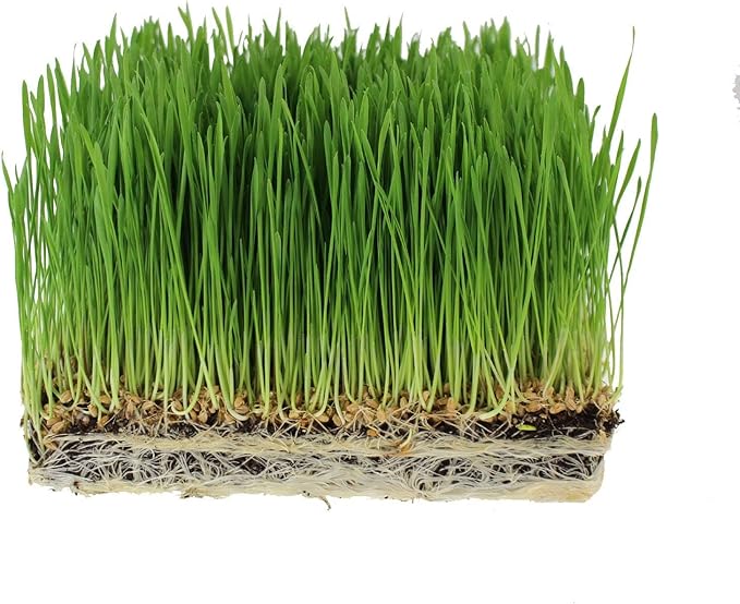 12 Oz. of Azomite - Organic Trace Mineral Soil Additive Fertilizer - 67 Trace Minerals: Garden/Gardening Soil Amendment
