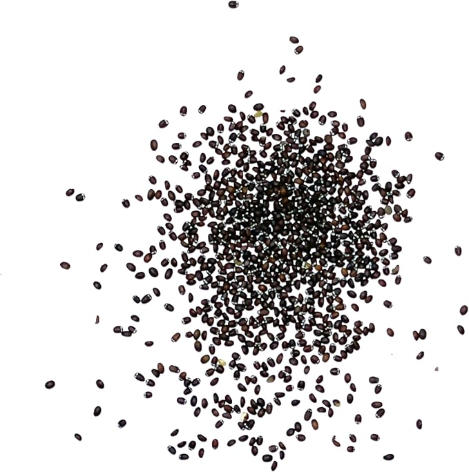 Seed Needs, Catnip Seeds for Cats - 600 Heirloom Seeds for Planting Nepeta cataria - Perennial Flowering Herb for Indoor Growing Non-GMO & Untreated (2 Packs)