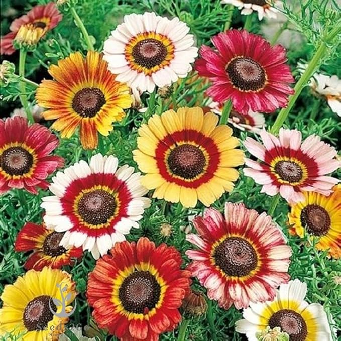 Painted Daisy Seeds - Chrysanthemum Carinatum, 5000 Seeds by Seeds2Go