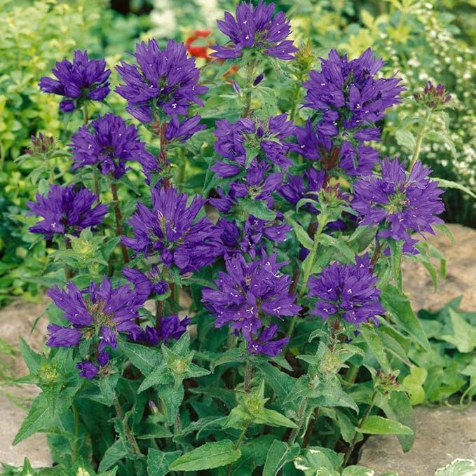 Outsidepride Superba Bellflower Seeds for Planting - 1000 Pcs Perennial Mat-Forming Flower Seeds with Bell Shaped Blooms & Low Growth Habit for Edging Pollinator Gardens, Containers, & Borders