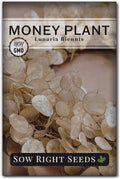 Sow Right Seeds - Money Plant Seeds - Honesty or Silver Coin Plant - Non-GMO Heirloom Seeds - Indoor or Outdoor - Full Instructions for Planting and Growing a Flower Garden - Great Gardening Gift (1)