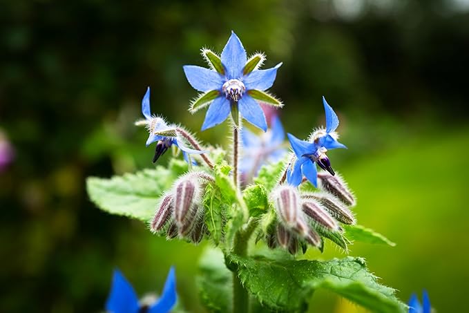 Borage Seeds - Starflower - Heirloom Non-GMO Herb Seeds for Planting an Herb Garden - 100 Seeds - Borago Officinalis - by RDR Seeds