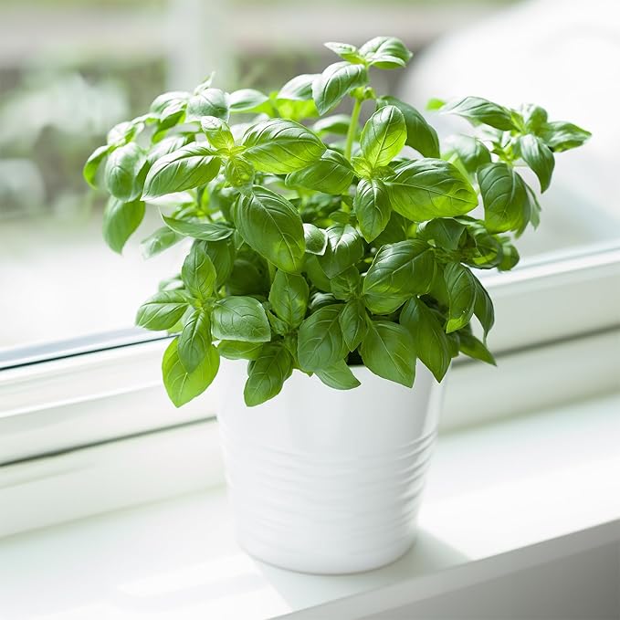 Back to The Roots 100% Organic Heirloom Seeds - Sweet Basil Value Pack (600mg Total)